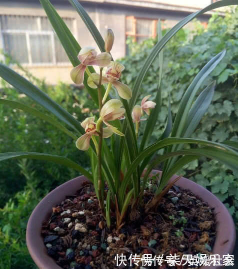 发芽|养兰花这点最关键,发芽多又壮,开花多又香,年年开花不断!