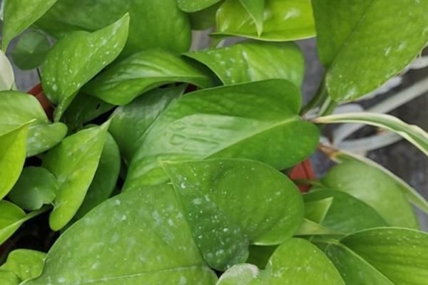 天南星科|古人都说:“一颗绿萝七个鬼”,家中为什么忌讳养绿萝?