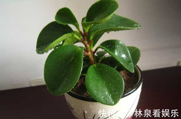 绿豆瓣|空调房养花难选对了花就容易，推荐“这三种花”，随便养都爆盆