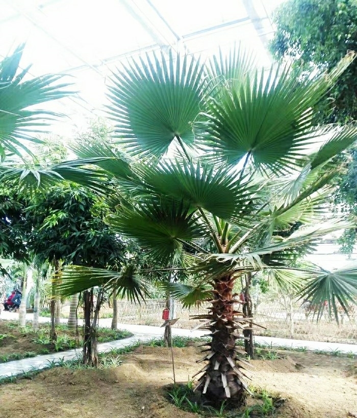 蔬果|宋MAX,感受一下蔬果城堡的寧靜,欣賞彩色的自然