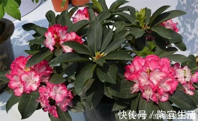 5个养花小技巧,既简单又实用,不愁学不会养好花