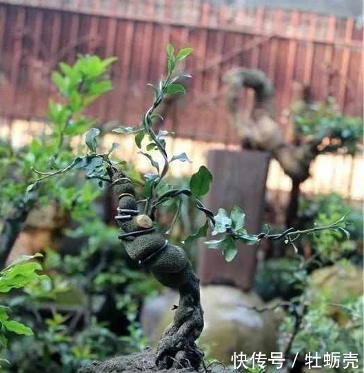 盆景欣赏:果红叶翠的金弹子就该这么玩,给你一种不一样的风格!