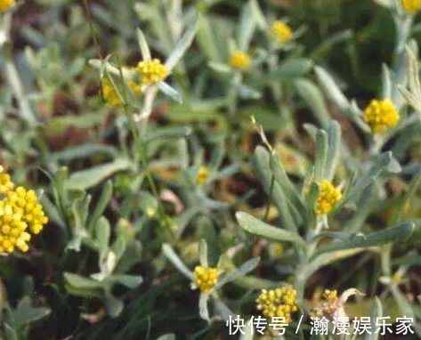 野草|田地里的野草,过去用来喂猪,其实是上好野菜,用来做“青团”