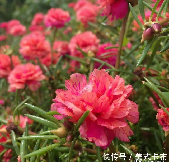 这7种花,夏季养它们,放在露台上,花开一整夏,花量超大