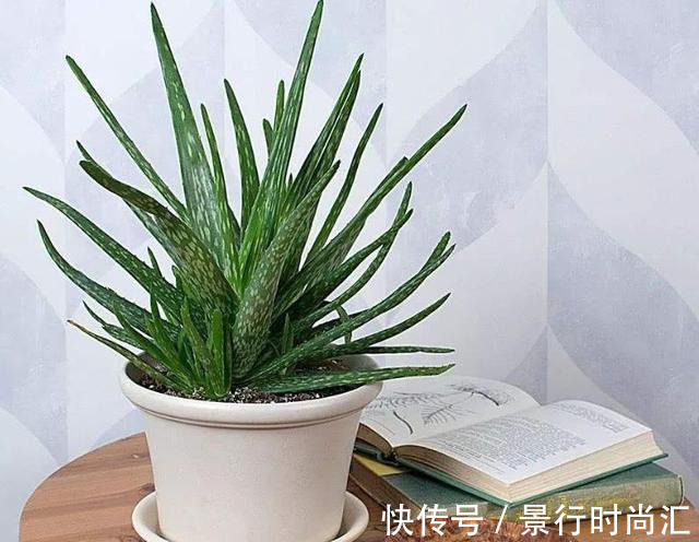 卧室养花,就养几种“健康”花,空气清新促睡眠,一觉睡到大天亮