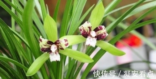 兰花真的很难养?想要养好牢记3点,知道以后兰花养的绿油油