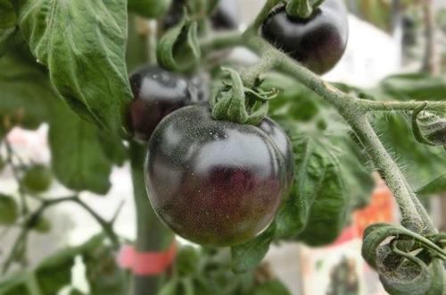  早好|中年人推荐常吃3种食物，排毒养颜、延缓衰老，早吃早好！