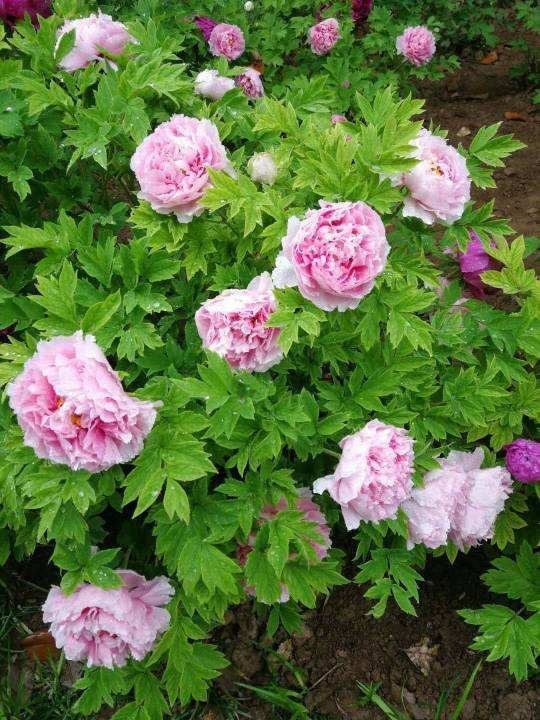 好兆头|天生“贵气命”的花，有钱人喜欢养，寓意好开花旺