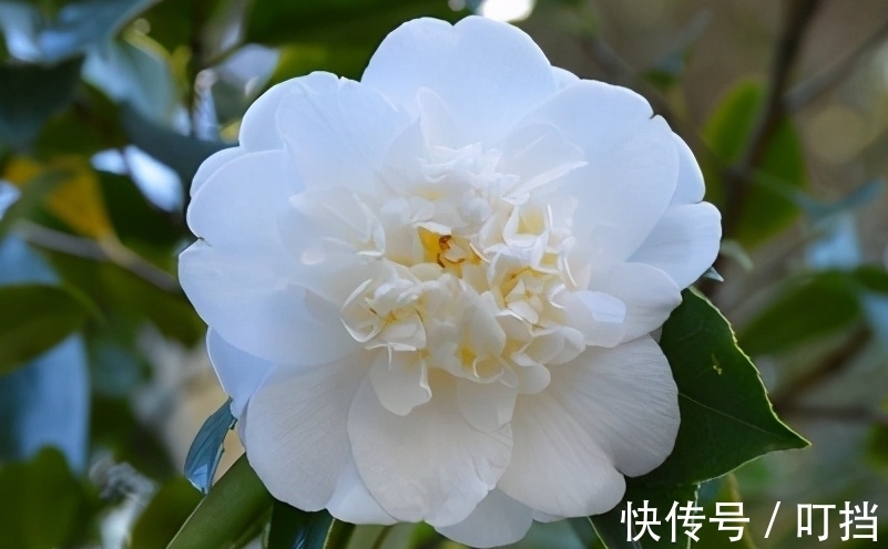 盘点白茶花的三大品种,纯白剔透,你见过么