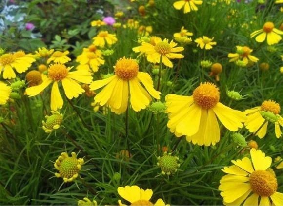 世界上品种最多的植物,没有之一,光路边就有20多种!