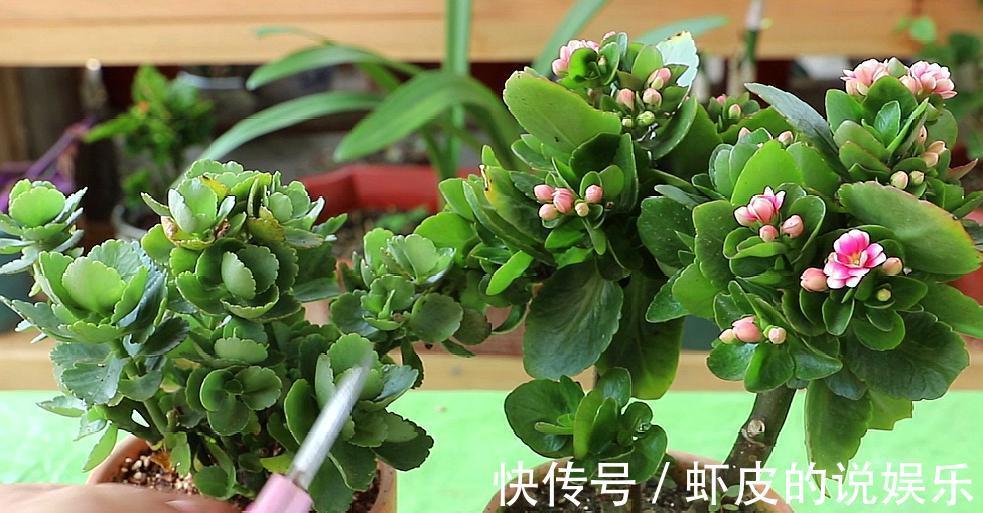 寿命长的“3种花”，最喜欢用小盆栽种，盆越“小”长得越好