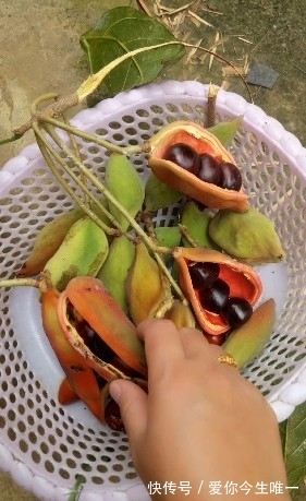 板栗|又是野果收获的季节,这些野果你认识吗?城里很少有卖的