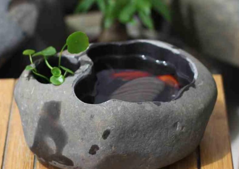 水培|大石头、小石头，养花各有妙用，身边的朋友全抢疯了