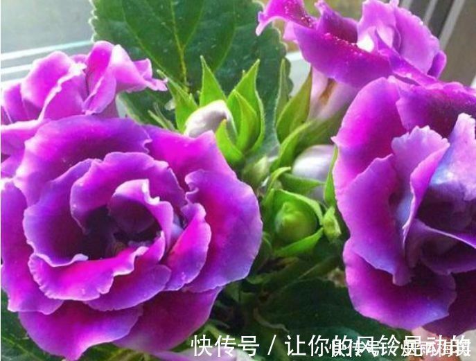 能手|4种花是爆盆能手,好养漂亮,开超超美,人见人爱