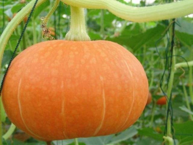 南瓜子|4物是天然的“胰岛素”,工资少也要舍得多吃,血糖或许慢慢下降