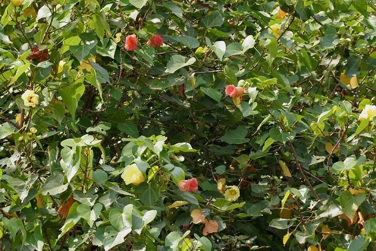 此种长得特瘦的树叶片能不断变色，花朵长得像透明的郁金香