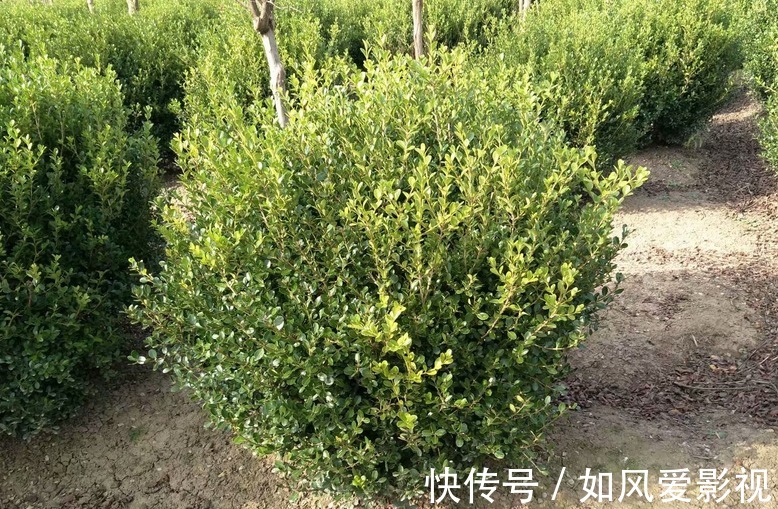 花友们|制成盆景的瓜子黄杨,搁家里能显主人品味、身份,该怎么养护?