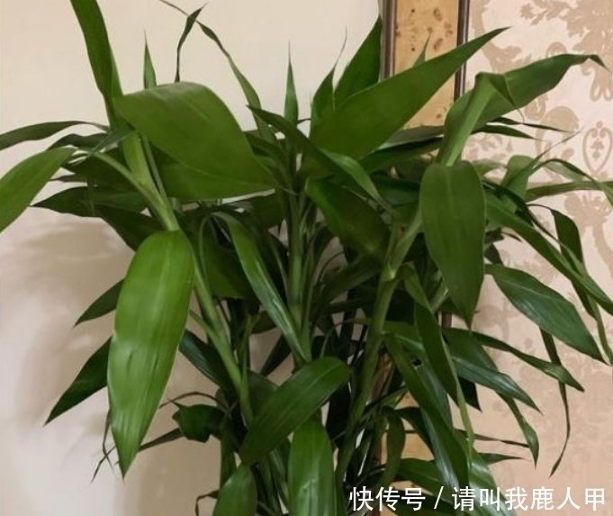 贺望兰|客厅最适合养“3种花”,旺人又聚财,寓意美好,收获幸福