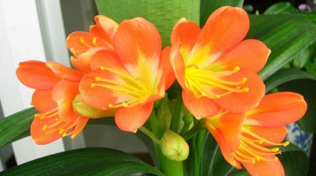 养君子兰|室内养君子兰,只需做好最“关键”2点,根不烂了,叶片又肥又厚