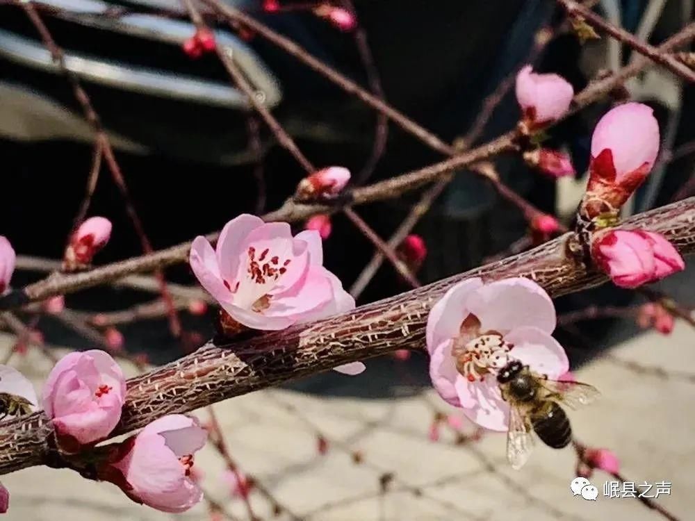 岷县的春夏秋冬，看不够！