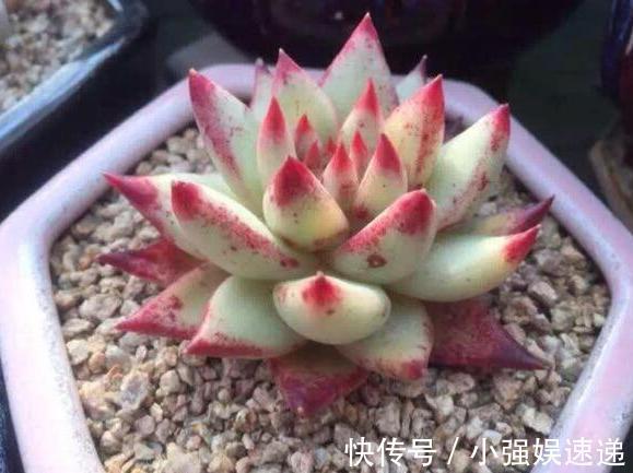 多肉盆栽叶片有''这信号''，记得趁早换盆土，不然来不及抢救