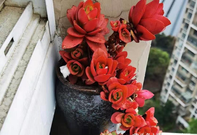 多肉赤鬼城开花怎么办?它开花并不会死,所以我们有多种选择