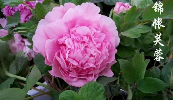 喜欢牡丹花，却一不小心买到芍药！附牡丹花品种图鉴大全