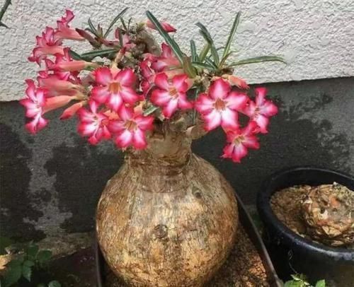 沙漠玫瑰|养这三种花,盆越小,开的花越多,放大盆还容易死