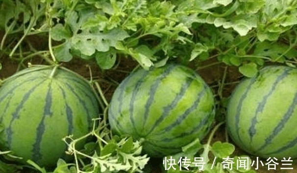 榴莲|体重过百的女生不要吃的五种水果了, 尤其是第一个!