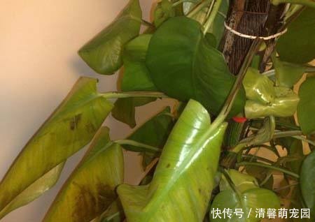 焕发|蔫掉的盆栽不要扔,一个小方法,焕发生机狂发芽