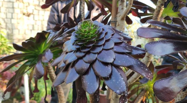  春季|多肉法师冬季开花不要剪，做好3点赏花100天，春季爆侧芽