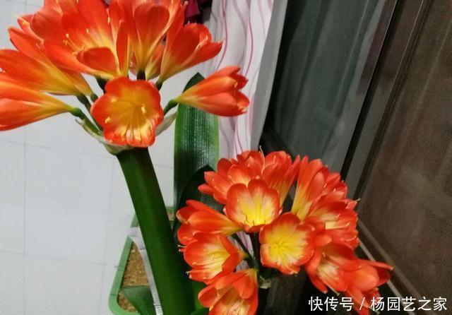 想让君子兰开花？收藏3个小方法，叶片蹭蹭长、花朵鲜艳