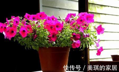 养花试试这几款,叶片就像一个个小葡萄,生命力旺盛