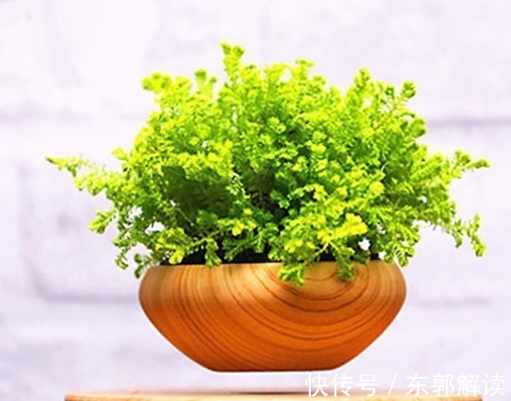 快扔掉家中发财树,真正好看还能净化空气的是这几种,高级又漂亮
