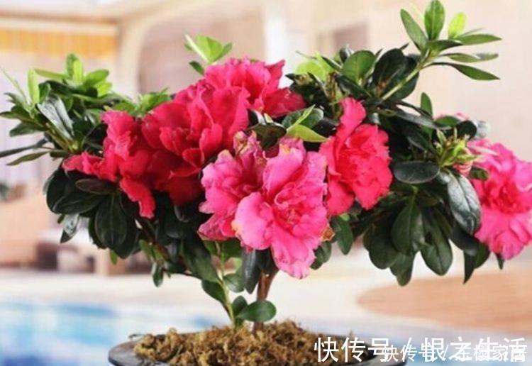 几种超香的花卉,好活易爆盆,花色柔美,花朵烂漫迷人