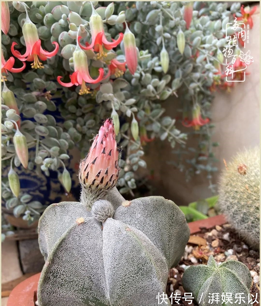 多肉|遇见即美，花事未荼蘼！种一桌子多肉，看花开花落！