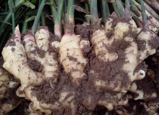 生姜|花椒配生姜，不出二周，不仅腿不痛了，膝盖积液也可以拜拜！