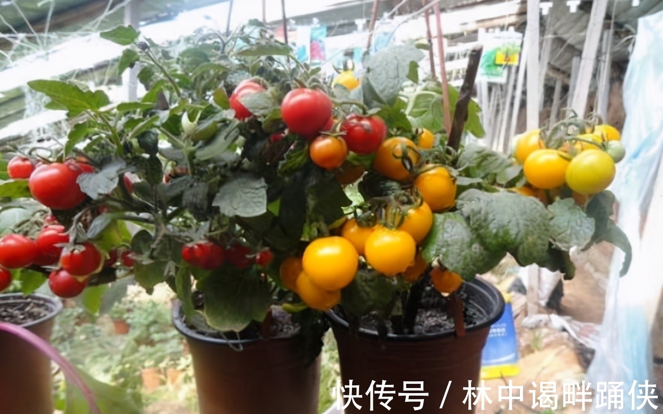 阳台盆栽番茄,记住一句“口诀”,就能结果五六层,果子大又红
