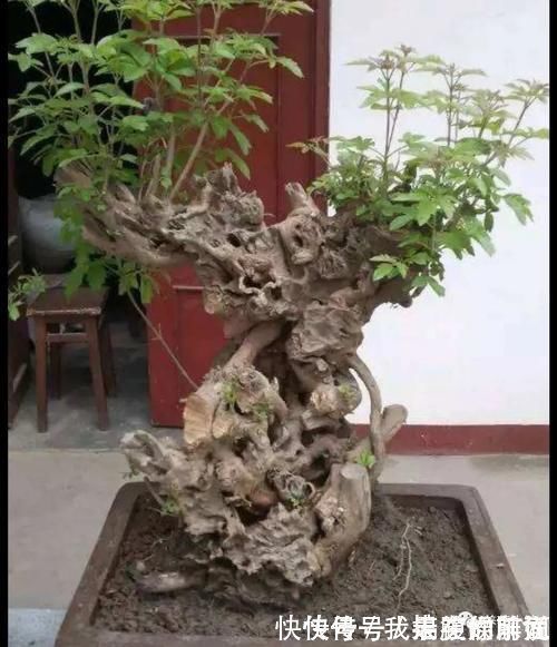 农村大爷不养花,用山上黄荆做成盆景,更具观赏性