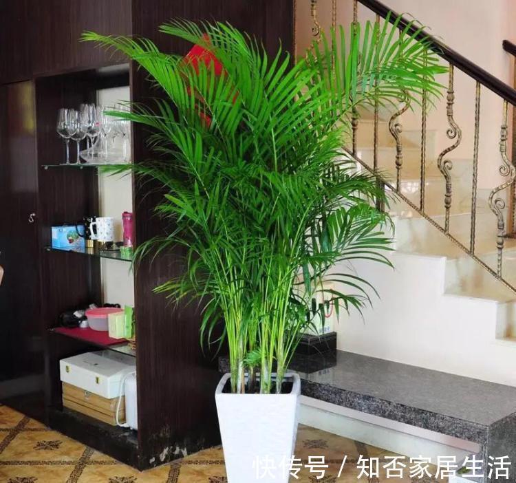 9种盆栽“耐阴王”，不见太阳也长得旺，养在家里超有范