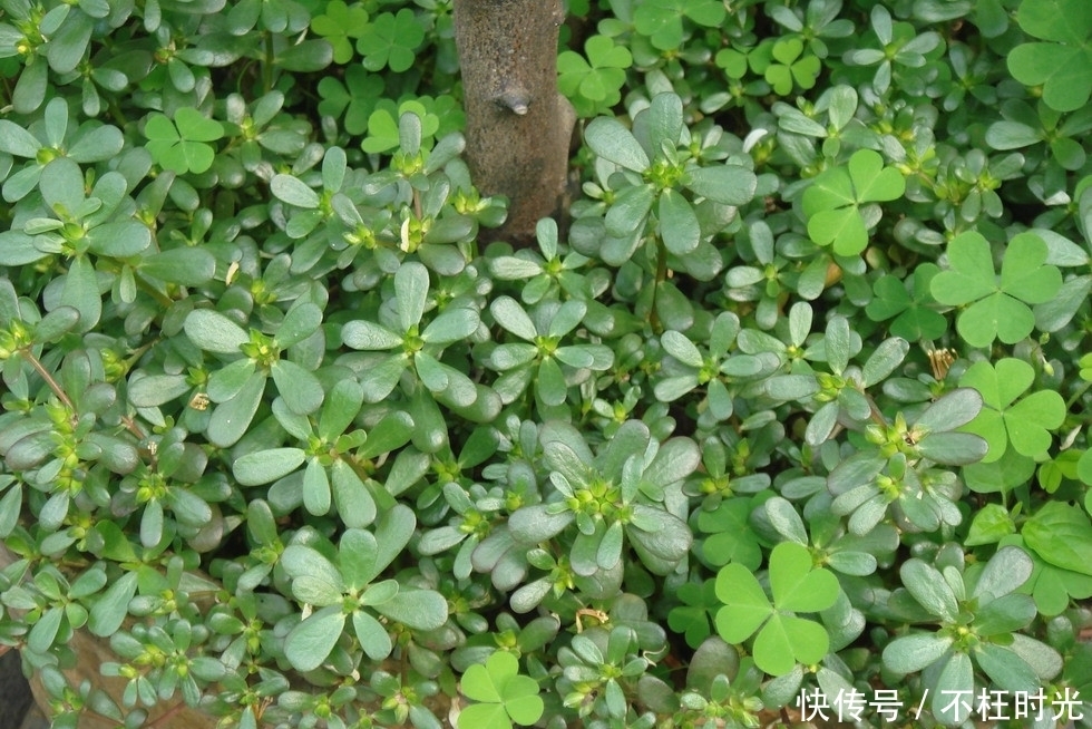 救荒本草|农村这些野菜很低调,却是“食疗的宝贝”,对心血管有保健作用
