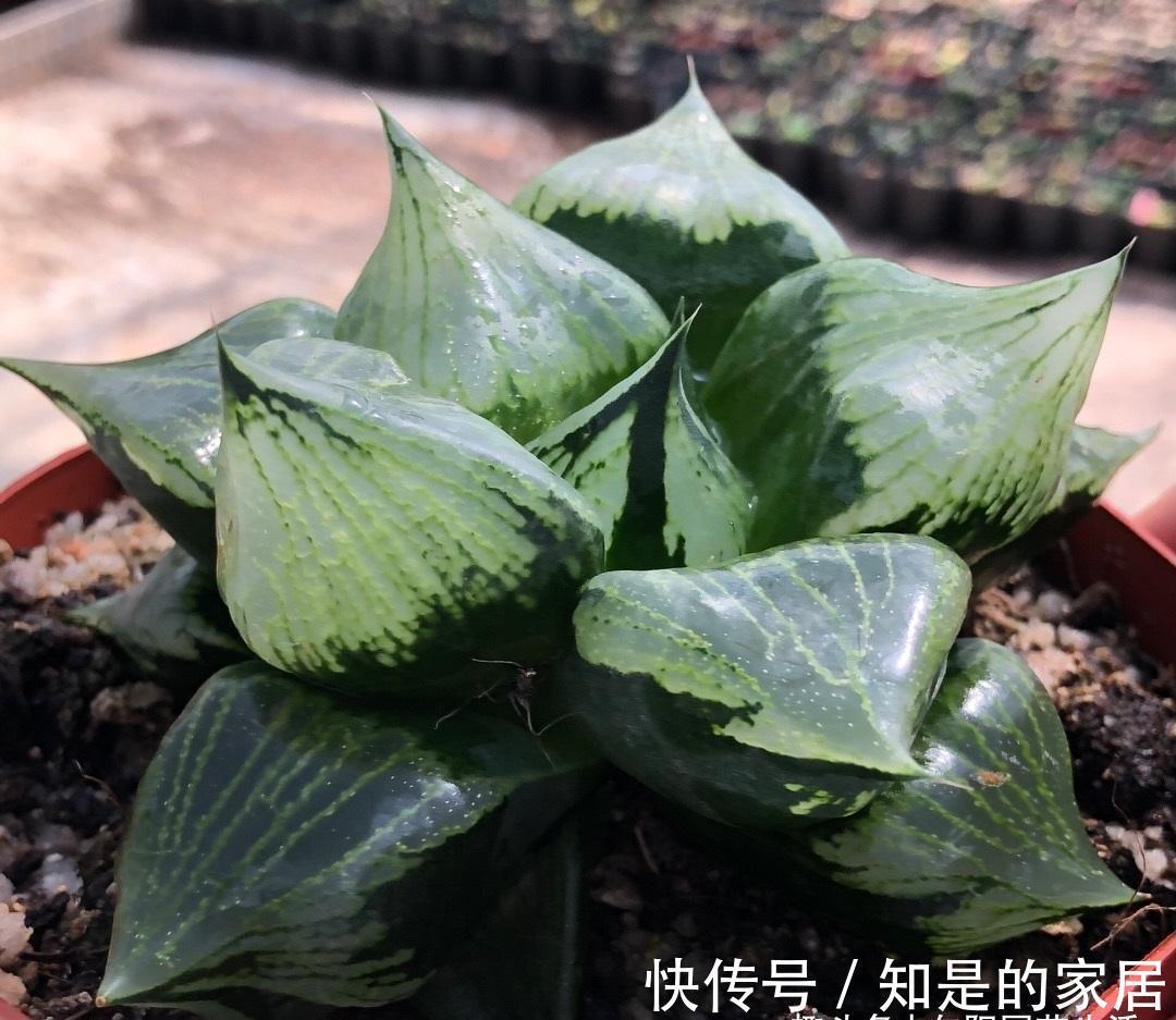 背窗三杰|多肉植物中的“背窗三杰”，叶子很通透，超好养护，颜值担当