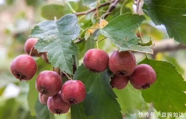 血糖超标的人,最该忌口的不是甜食,而是“它”,忍住就是硬道理