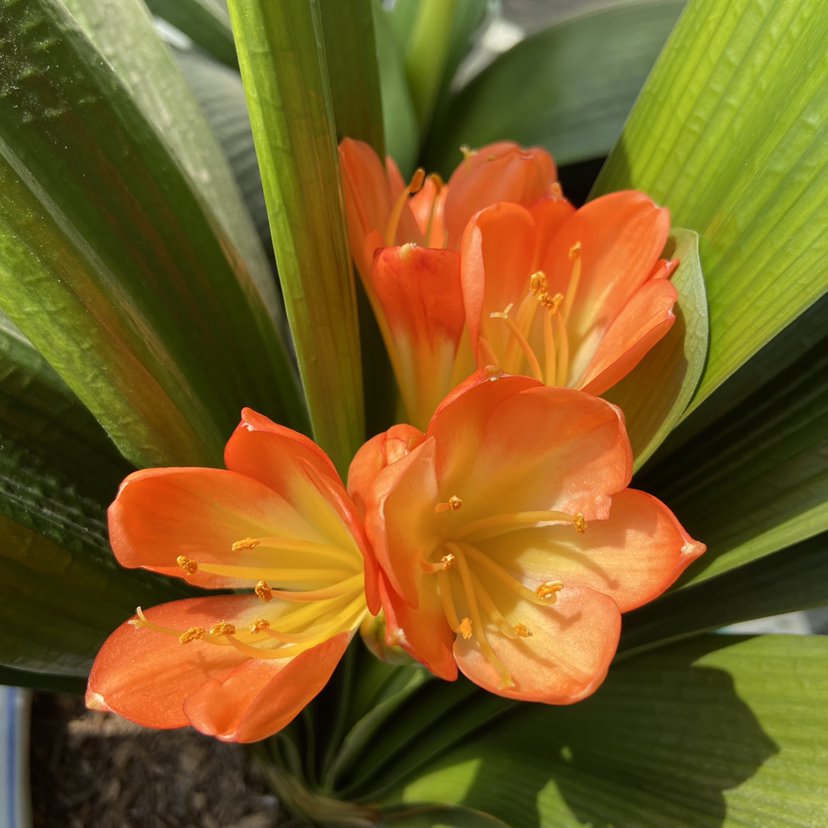 君子兰不开花?那是你没注意这几点,不然花朵开爆盆