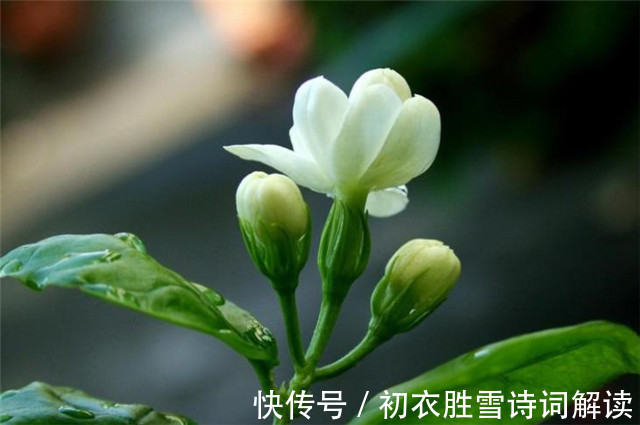 茉莉心香细雨天|夏花茉莉美诗八首赏读：著人茉莉花如雪，茉莉心香细雨天