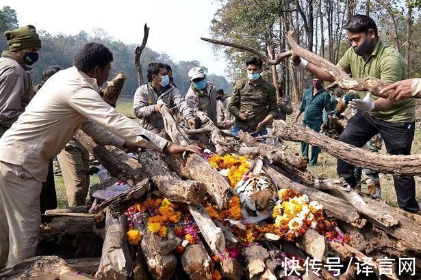 自然保护区|印度明星虎妈妈死亡，16年生育29只宝宝，曾作为迪士尼动画片原型