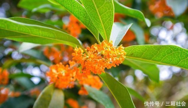 院子|富人喜欢在院子里种4种树,寓意都很好,早看早知道哦