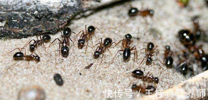 甜味剂|年轻就不会患上糖尿病?26岁程序员尿液竟引来一群蚂蚁