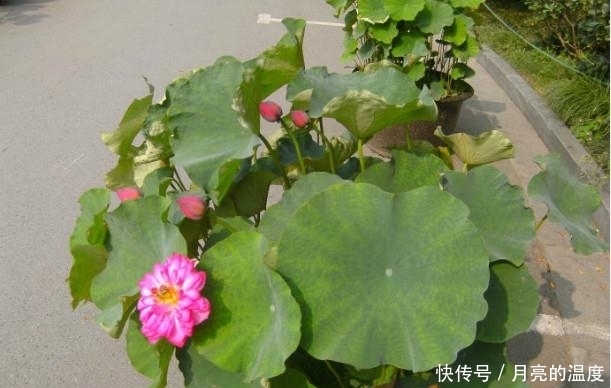 东西|大妈把养了5年的荷花给打碎了,取出一样东西,大家蒙住了