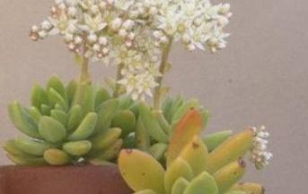 原来如此,这些多肉都是凝脂莲杂交而来的,你养了几种